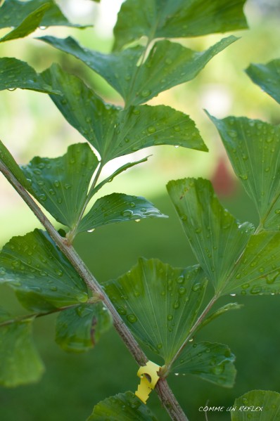 Feuilles-et-fleurs 0061