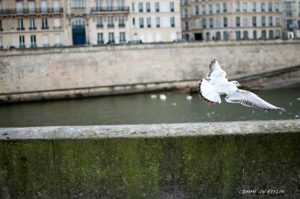 Promenade-parisienne 0151