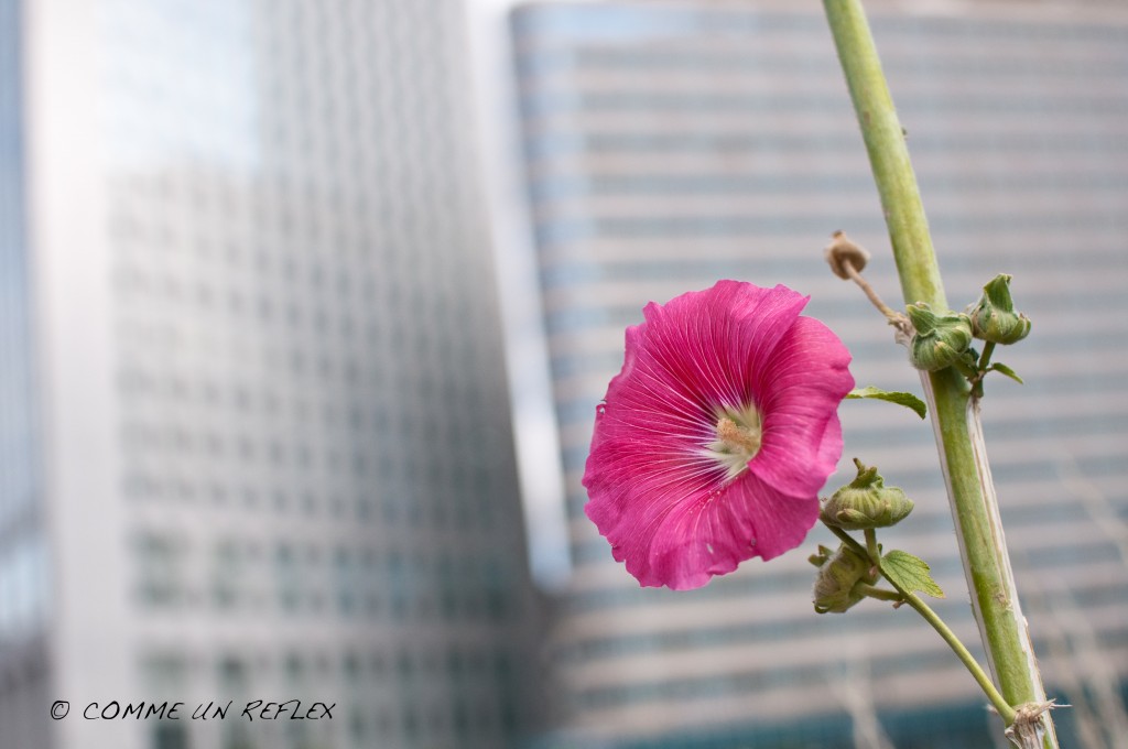 Rose trémière à La Défense DSC_2238