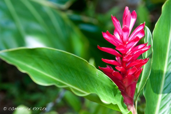  Quelques belles fleurs de la Guadeloupe à découvrir,Vegetaux--Guadeloupe- 1583