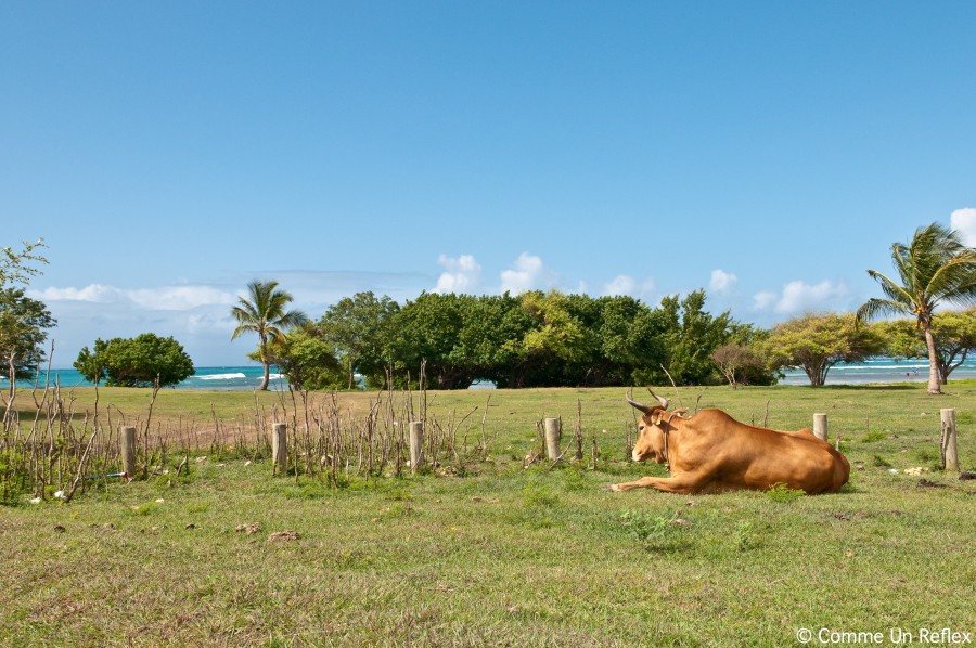 Une vache au bord de la plage en Guadeloupe DSC_1761