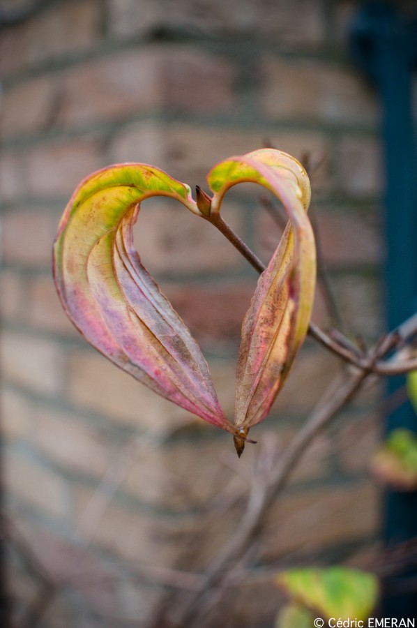 Coeur nature